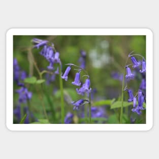 Bluebell up close Sticker